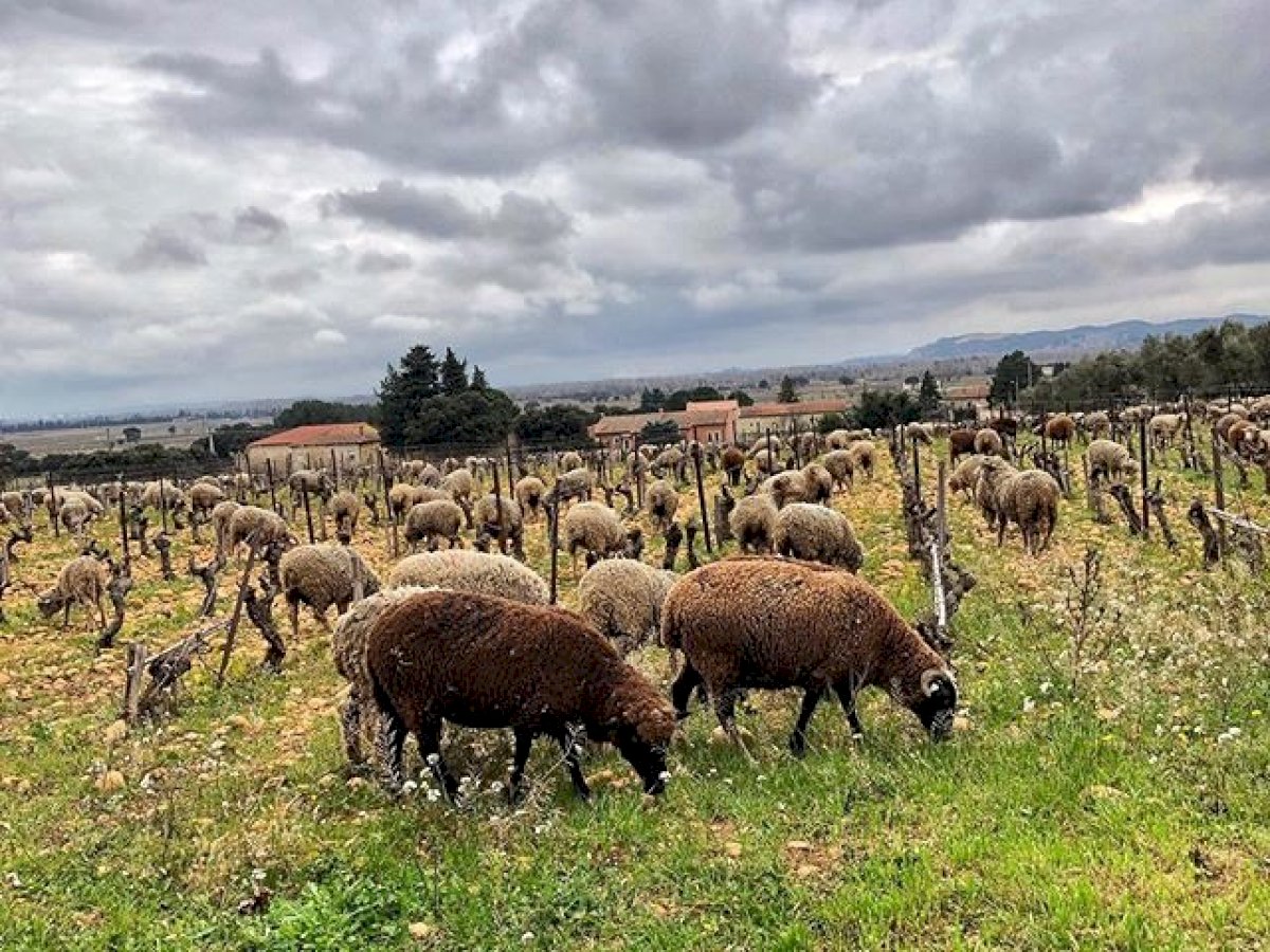 Des moutons pour tondre l'herbe dans nos vignes
