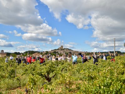 Harvest workshop with our Covignerons