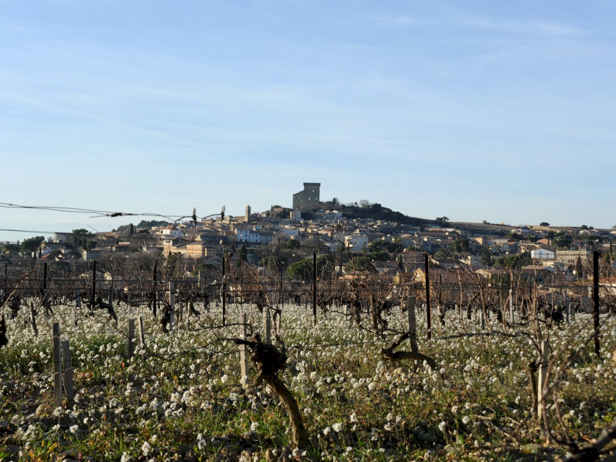 Winter work in the vineyard